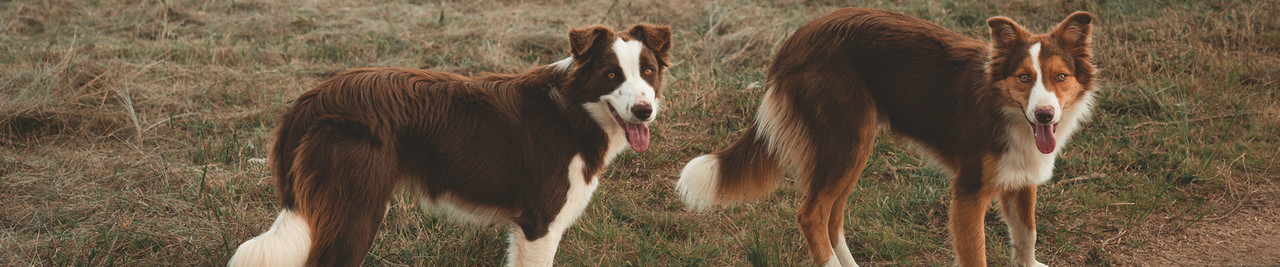 Dog Booties